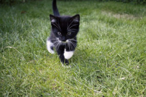 Katzenbabys: Tipps & Tricks Für Die Richtige Aufzucht Und Pflege ...